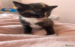 British Longhair cats for sale: Kitten - Image 4