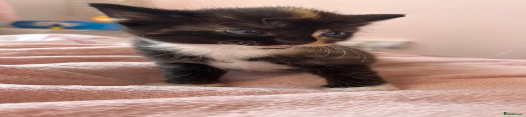 British Longhair Kitten 2