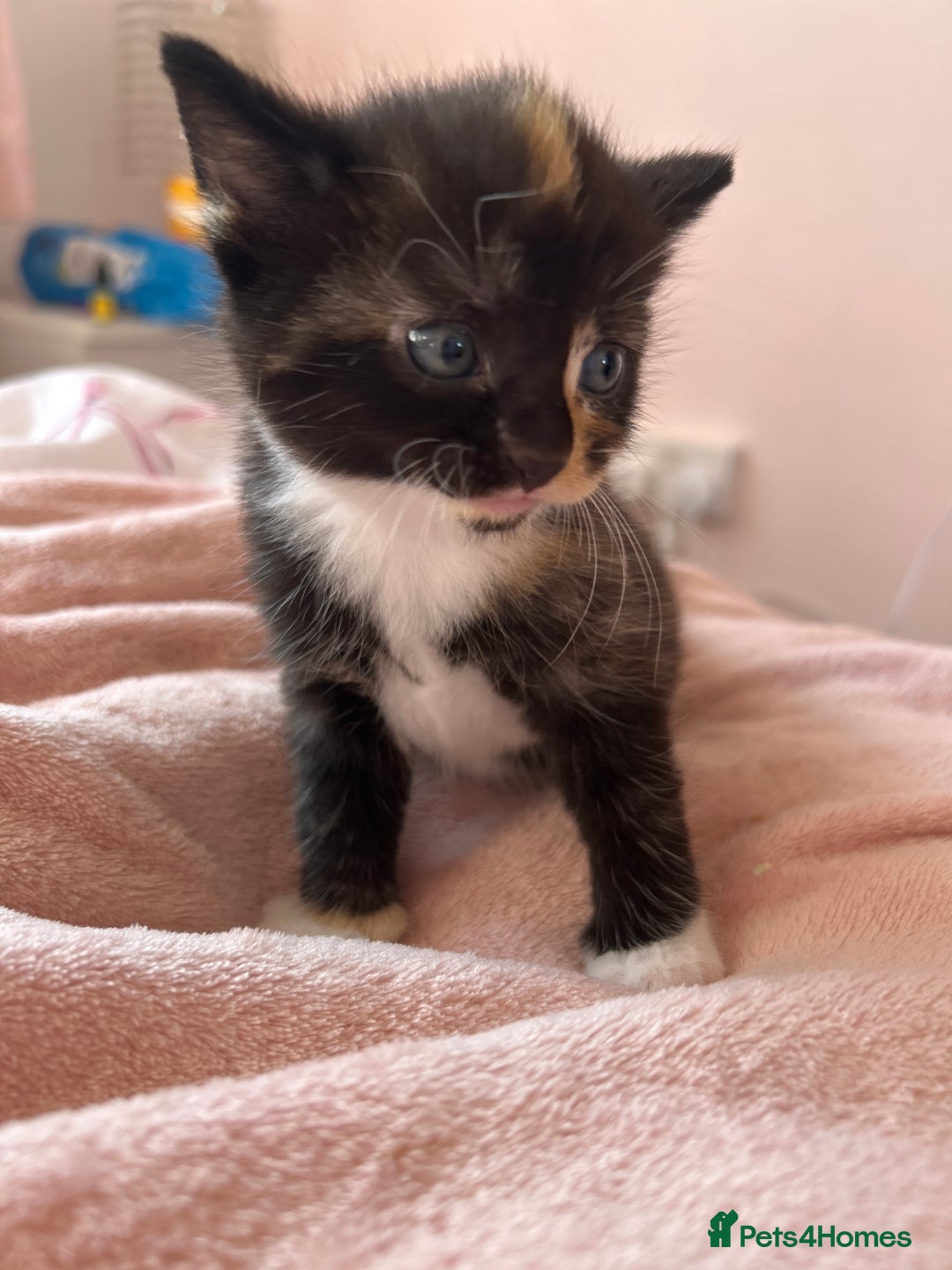 British Longhair cats for sale: Kitten - Image 4