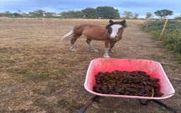 Irish Cob horses for sale: Buddy - Image 8