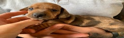 Miniature Dachshund dogs for stud: KC Reg Red Dapple Miniature Daschund Stud in Sheffield - Advert 18