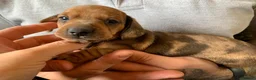 Miniature Dachshund dogs for stud: KC Reg Red Dapple Miniature Daschund Stud in Sheffield - Advert 18