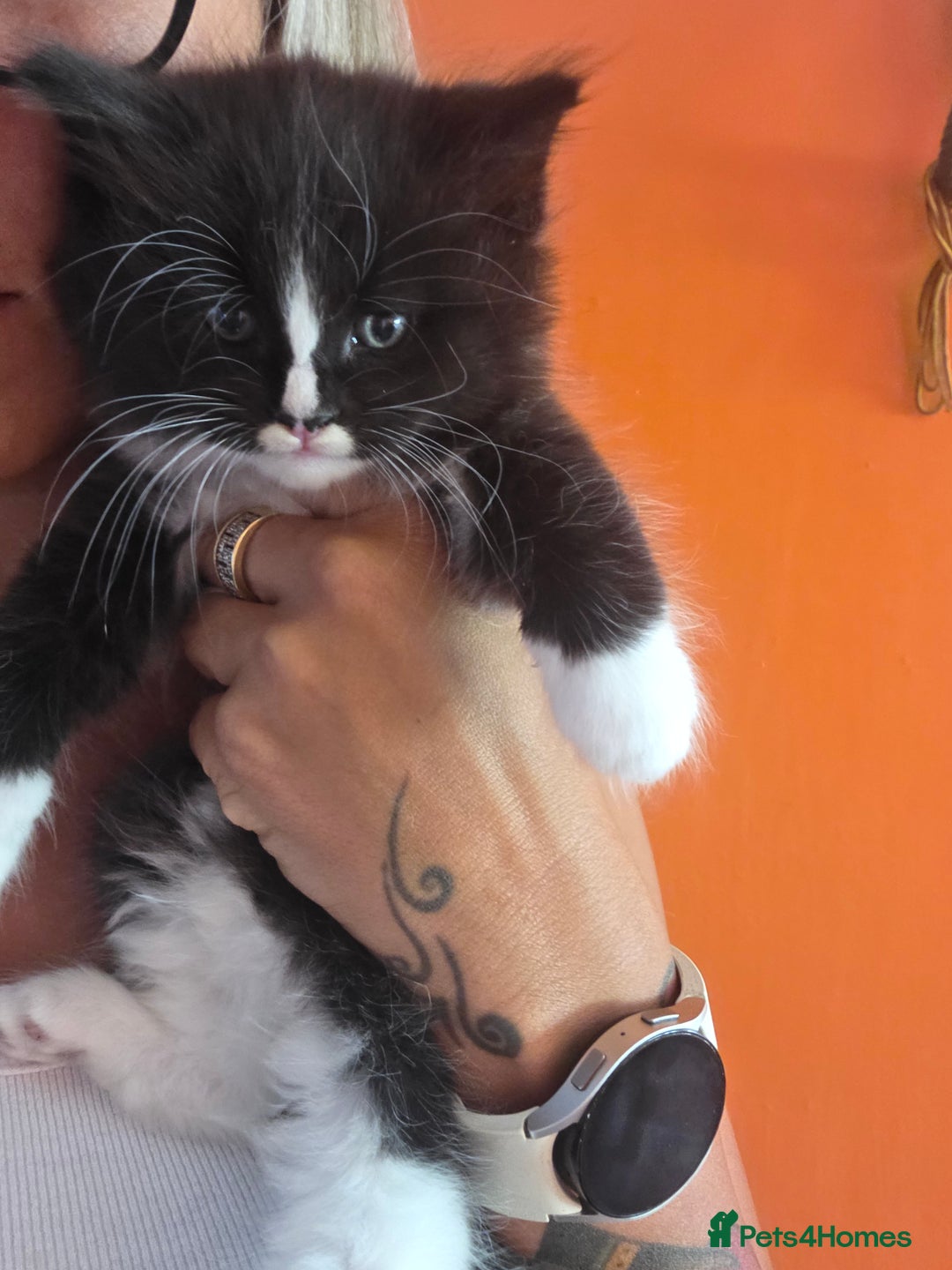 Maine Coon cats for sale: Stunning maincoon cross kittens  - Image 2