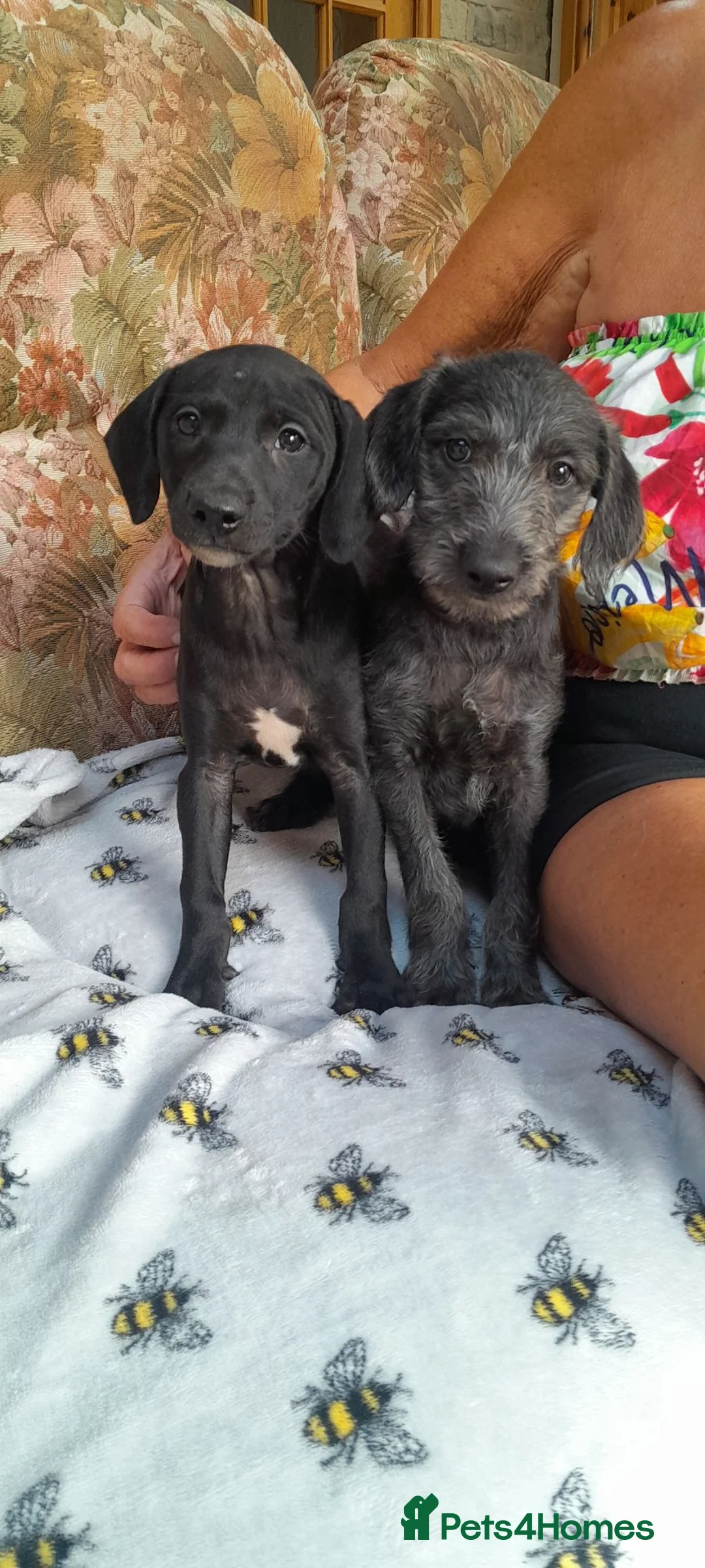 Bedlington Terrier dogs for sale: Bedlington whippet puppies  - Advert 1