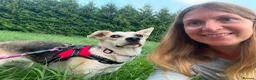 Mixed Breed dogs for adoption: ❤️Caramel❤️ 10-month-old lower-medium awesome girl - Advert 26