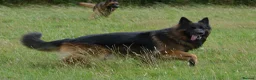 German Shepherd dogs for sale: Long Coat GSD black & tan  - Advert 8