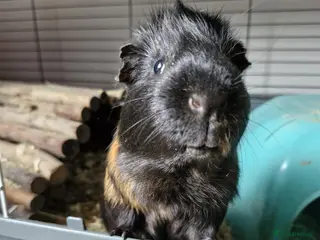 Guinea Pig rodents Charming little man looking for a friend - Advert 1