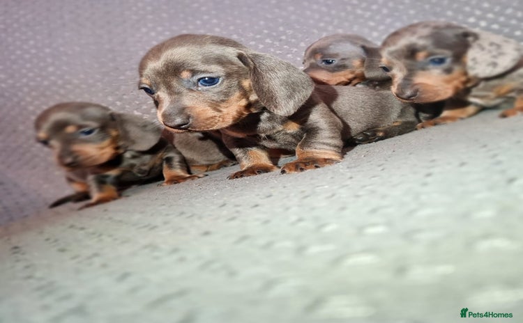 Miniature Dachshund dogs - Advert 11