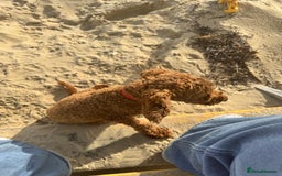 Poodle dogs for sale: KC Red fox miniature toy poodle. Ready now - Image 11