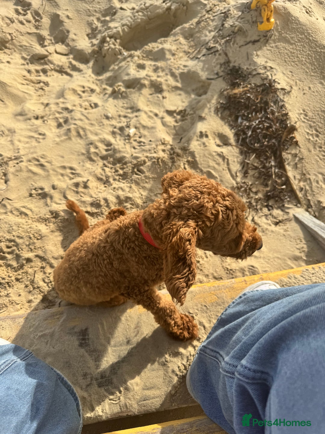 Poodle dogs for sale: KC Red fox miniature toy poodle. Ready now - Image 11