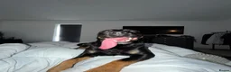 Mixed Breed dogs for sale: *Rehoming* - Advert 2