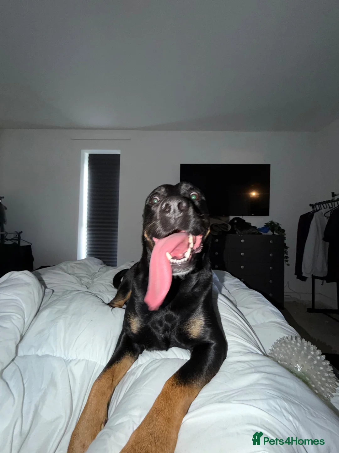 Mixed Breed dogs for sale: *Rehoming* - Advert 2