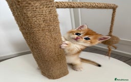 Brazilian Shorthair cats for sale: Golden British Shorthair kittens - Image 21