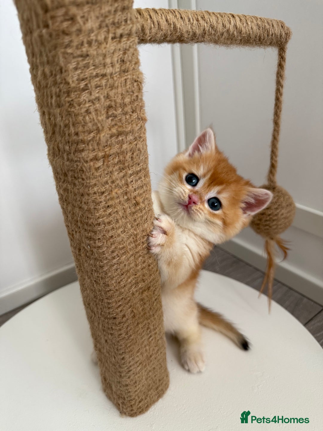 Brazilian Shorthair cats for sale: Golden British Shorthair kittens - Image 21