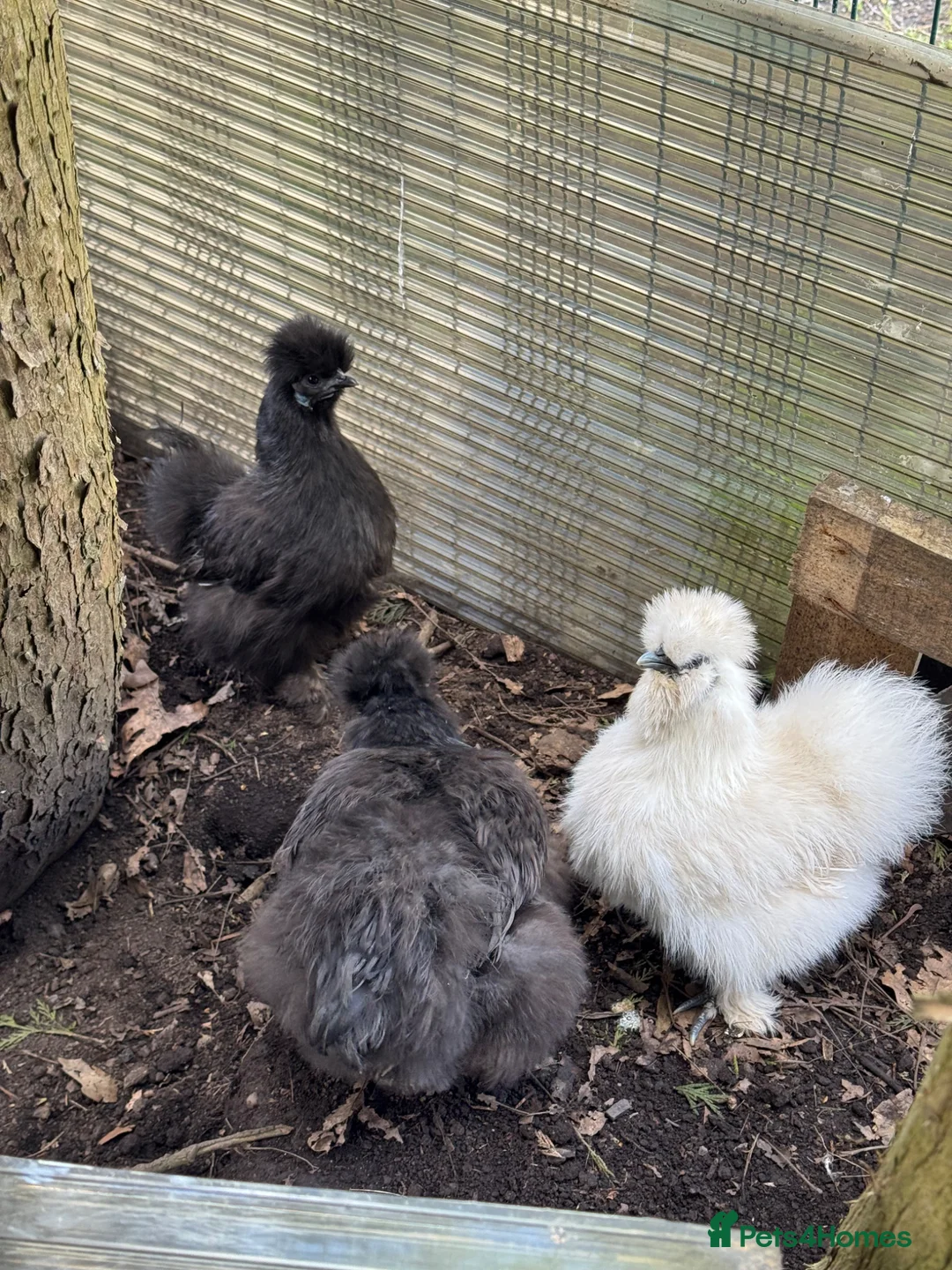 Chickens poultry for sale: 3 hen 1 rooster silky chickens - Advert 2
