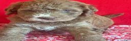 Bernedoodle dogs for sale: Beautiful Bernidoodles - Advert 9