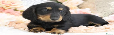 BLACK AND TAN MALE