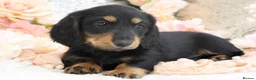 Miniature Dachshund dogs for sale: KC Miniature Dachshund Longhair Puppies - Advert 6