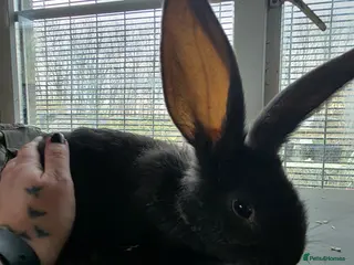 Continental Giant rabbits Black continental rabbits - Advert 11