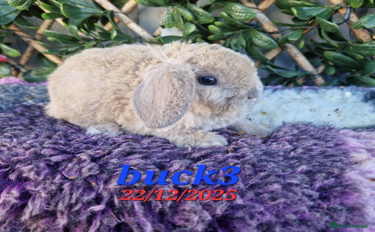 Mini Lop rabbits Baby mini plush lops  - Advert 8