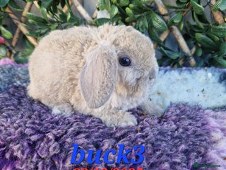 Mini Lop rabbits Baby mini plush lops - Advert 7