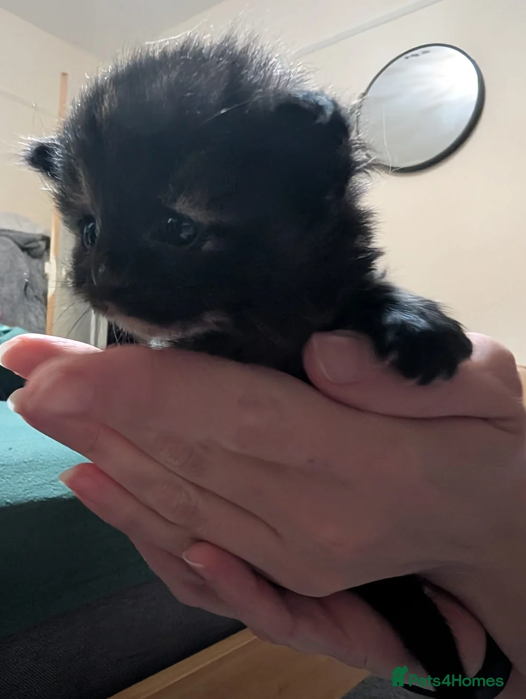 Mixed Breed cats for sale: Mixed kittens for sale - Advert 9