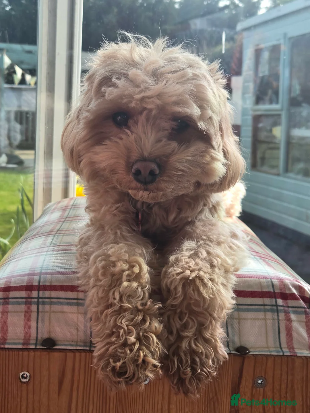 Maltipoo dogs for sale: Maltese in Torquay - Advert 2
