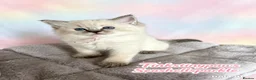 Ragdoll cats for sale: Seal Tabby colourpoint  - Advert 3