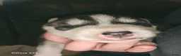 Siberian Husky dogs for sale: 7 siberian huskey puppies for sale £800 - Advert 24