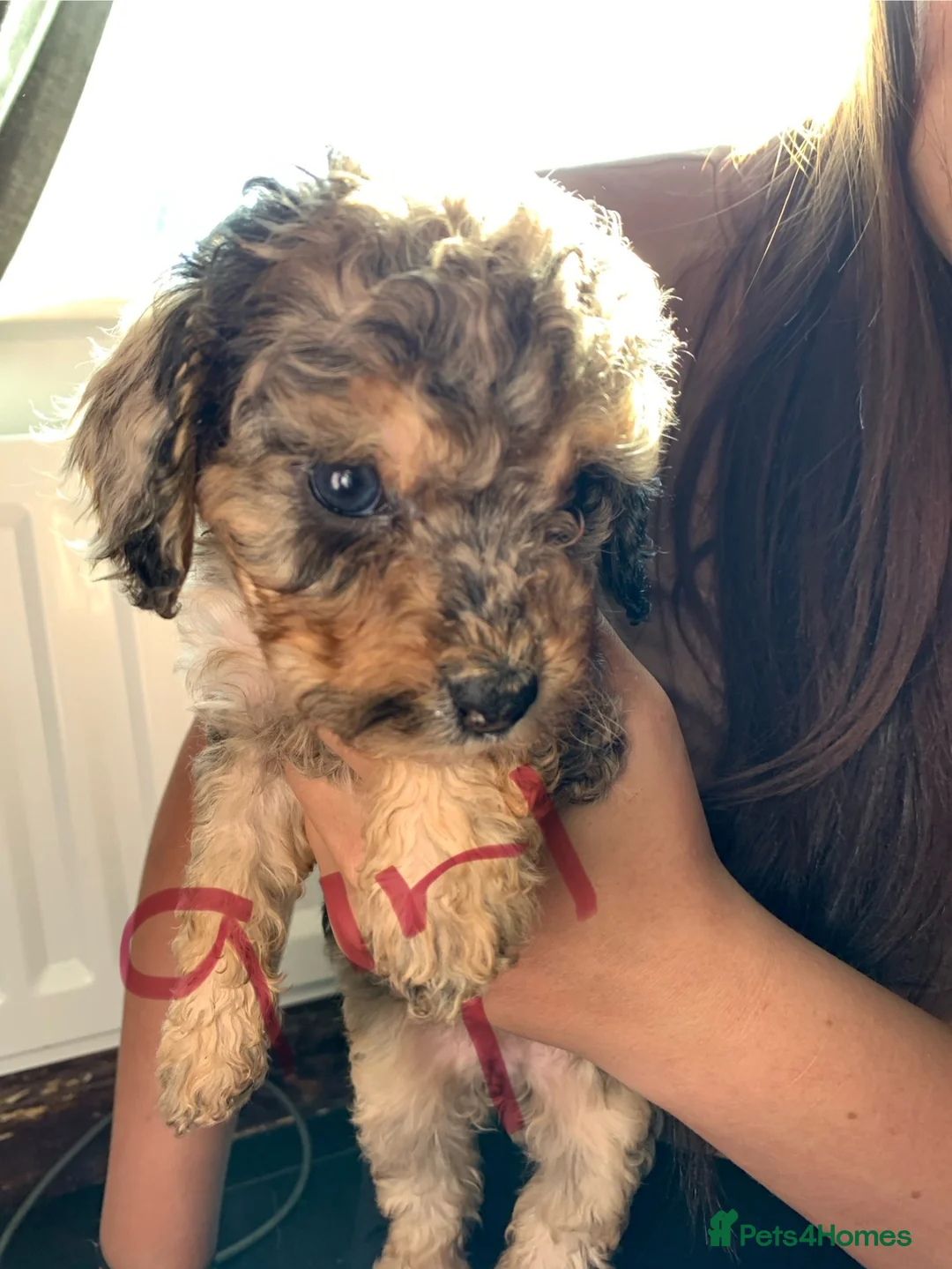 Cockapoo dogs for sale: Cockapoo puppies f2 in Whitley Bay - Advert 2