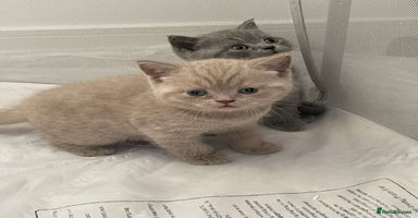 British Shorthair cats - Advert 13