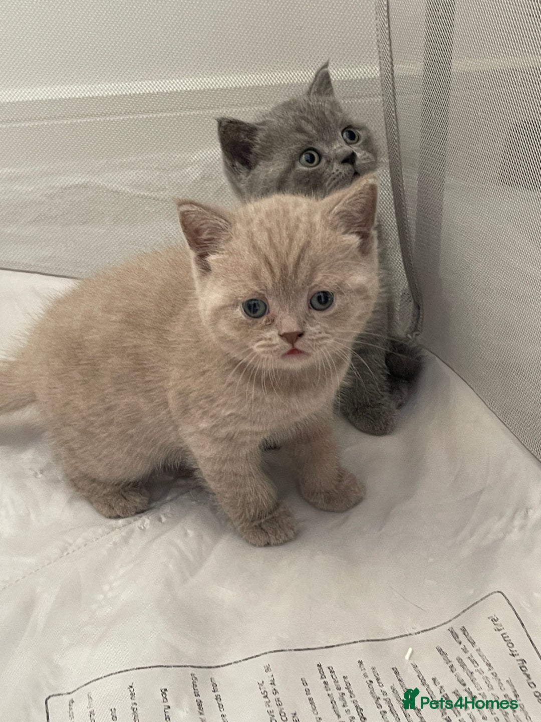 British Shorthair cats for sale: GCCF registered Champion bloodline BSH kittens - Image 5
