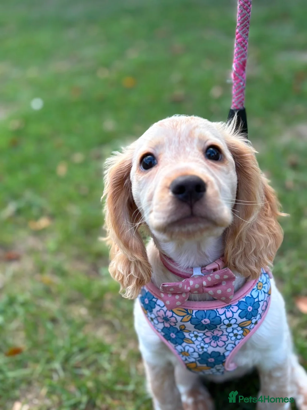 Cocker Spaniel dogs for sale: 13 week old female cocker spaniel  in Canterbury - Advert 2