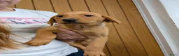 Labrador Retriever dogs for sale: Labrador puppy’s health tested  - Advert 12