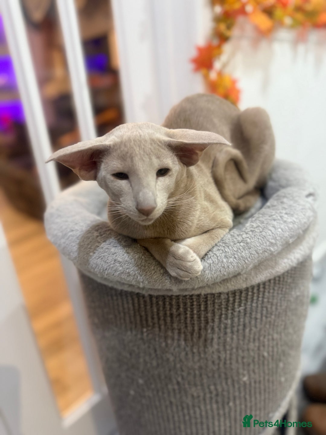 Oriental cats for sale: Stunning oriental boy  - Advert 4