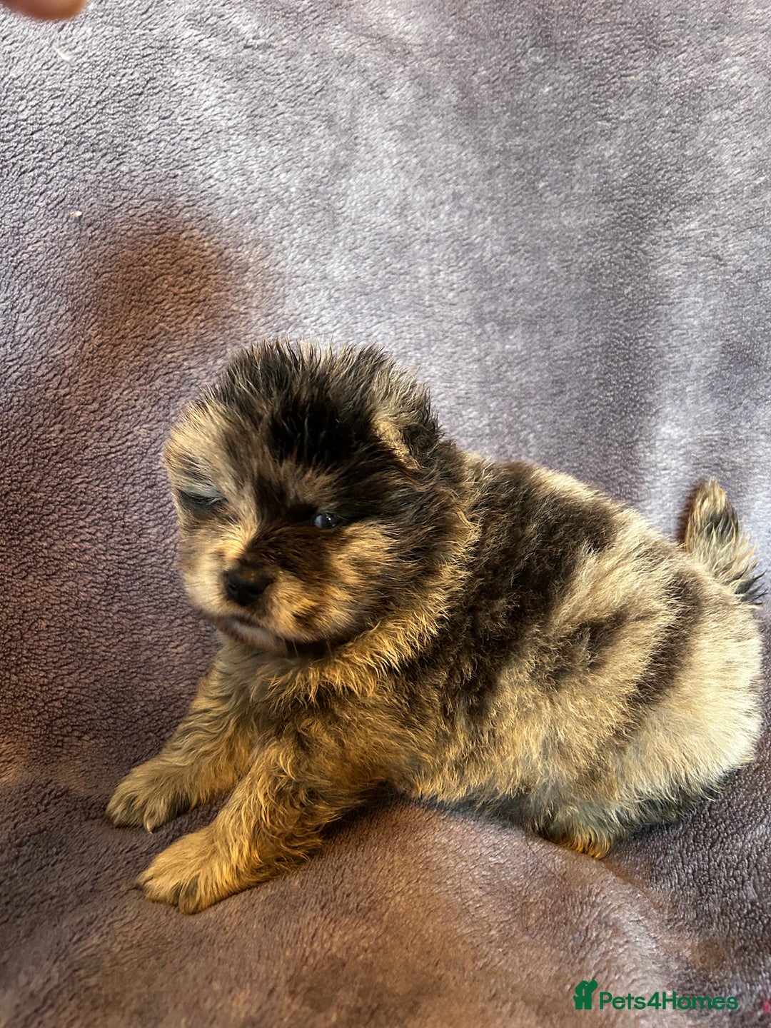 Chow Chow dogs for sale: Stunning chow chow puppies  - Advert 13