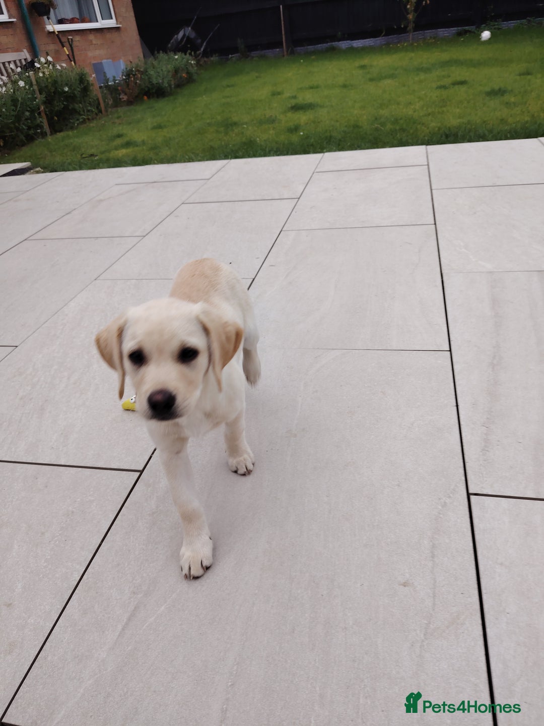 Labrador Retriever dogs for sale: Labrador retriver - Advert 5