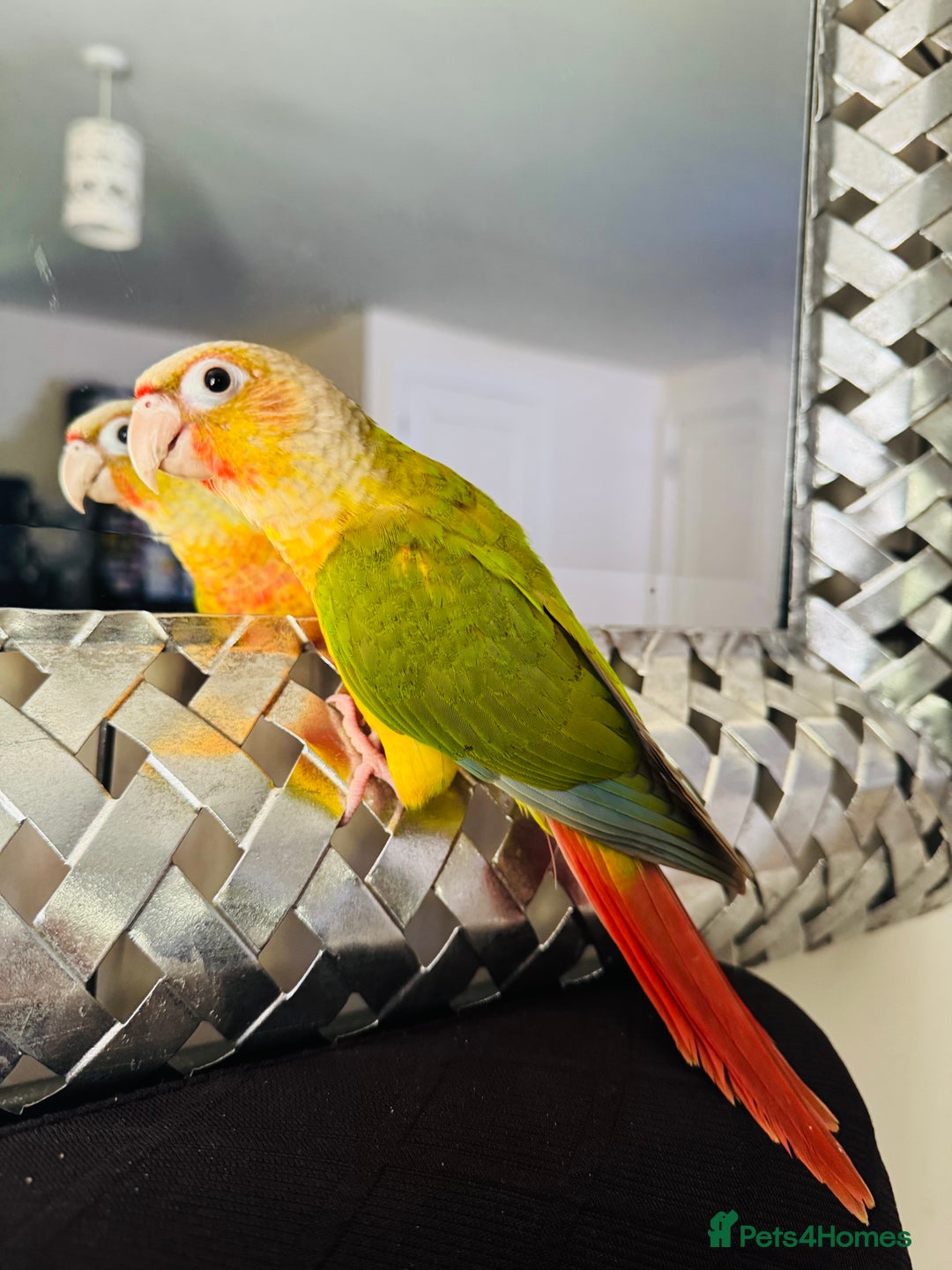 Conures birds for sale: Extremely Tame Sweet Baby Conure - Image 1