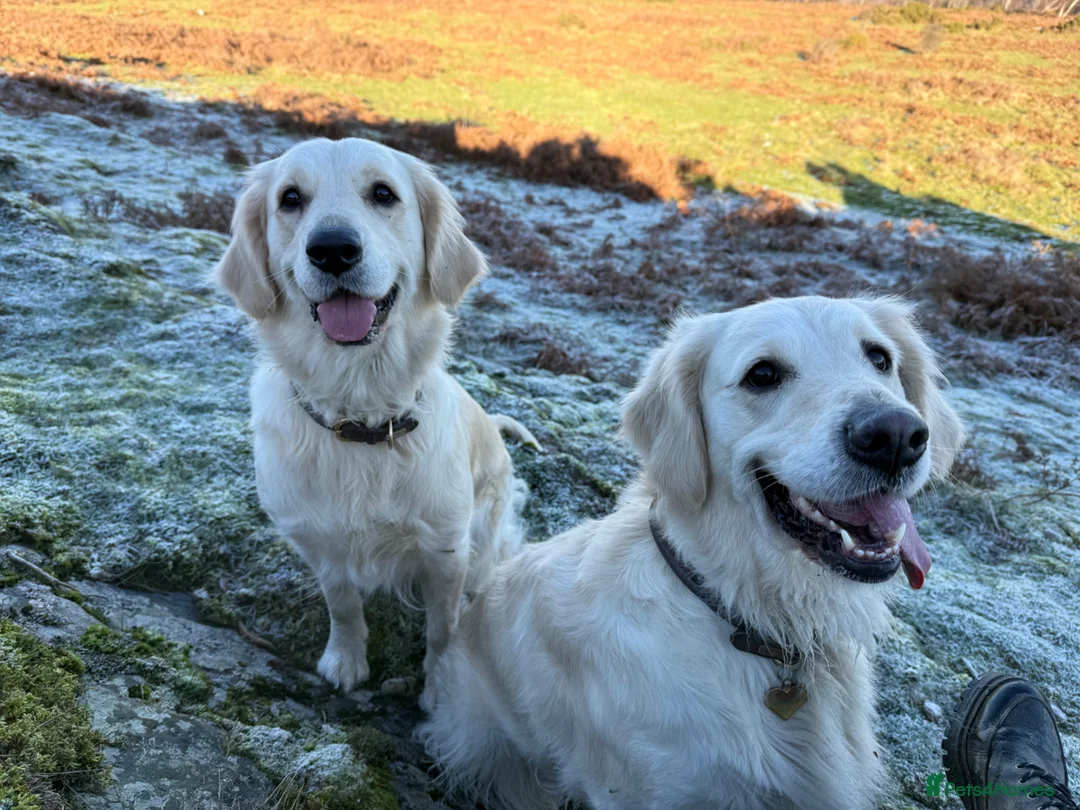 Golden Retriever dogs for sale: Beautiful golden retriever puppies due early June - Advert 4