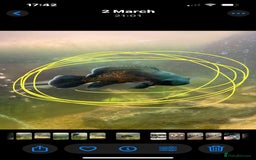 Other/Mixed Breed fish for sale: 3 fish and large tank  - Image 2