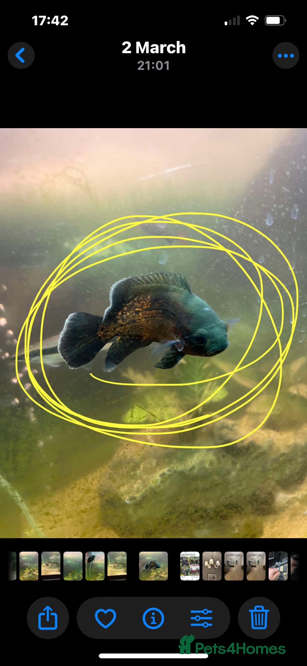 Other/Mixed Breed fish for sale: 3 fish and large tank  - Image 2