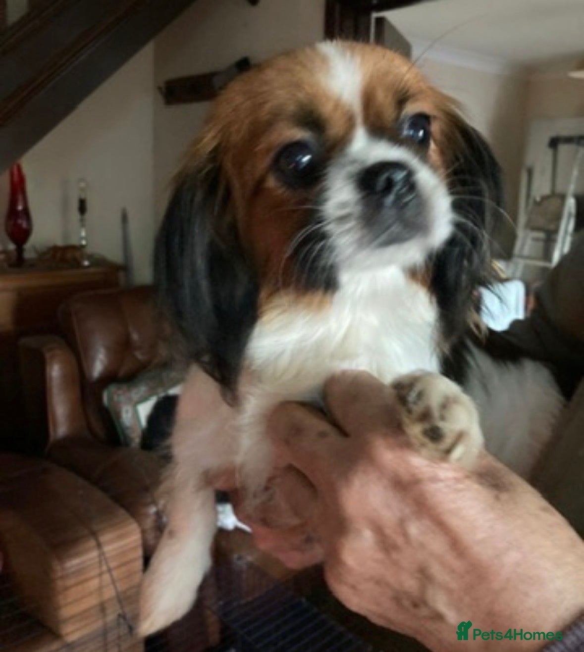 Mixed Breed dogs Shih Tzu cross Lhasa apso puppies - Advert 2