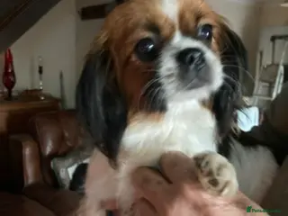 Mixed Breed dogs Shih Tzu cross Lhasa apso puppies - Advert 2