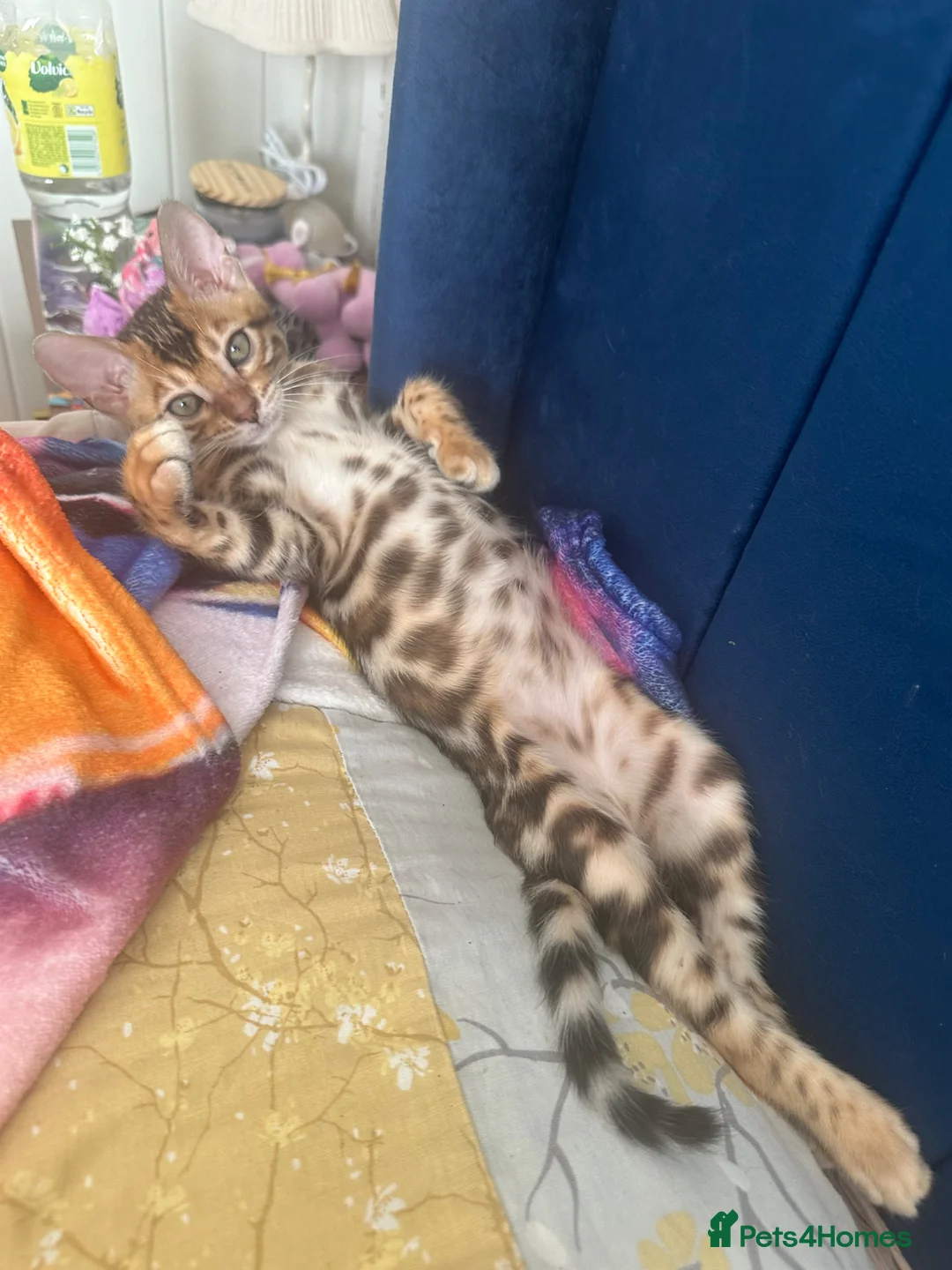 Bengal cats for sale: Beautiful BENGAL Male Kitten - Advert 2