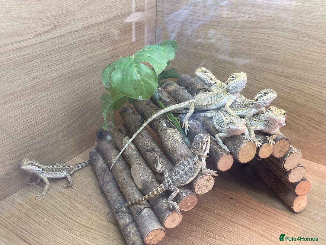 Bearded Dragon reptiles for sale: Hypo Baby Bearded Dragons - Image 3