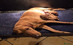 Labrador Retriever dogs for sale: Superb fox red boys - Image 3