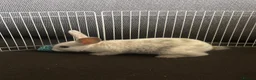Mixed Breed rabbits for sale: rabbits  - Advert 5
