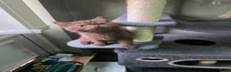 British Shorthair cats for sale: British shorthair kitten - Advert 15