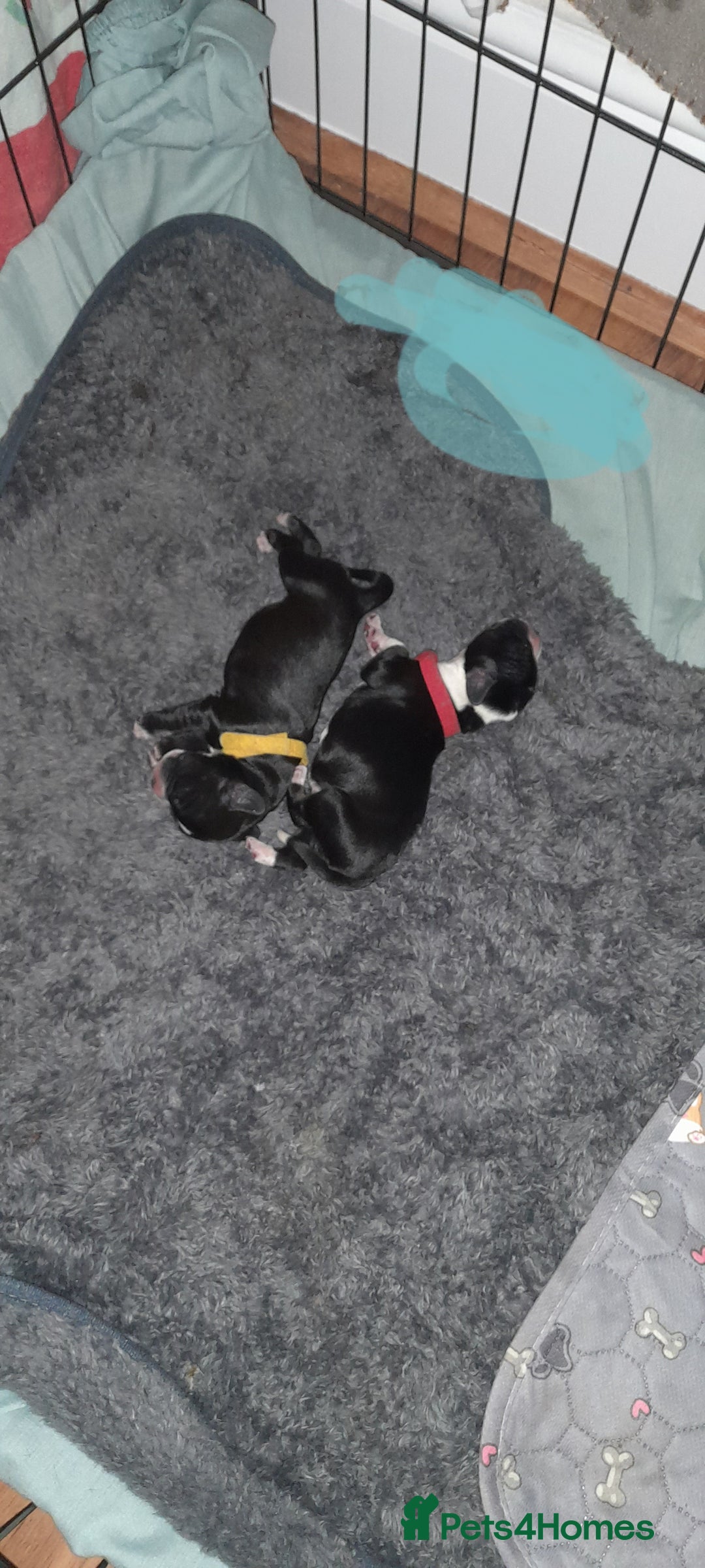 Mixed Breed dogs for sale: Staffy x Cocker Spaniel  - Advert 22