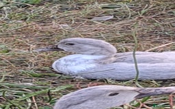 Ducks poultry for sale: Muscovy ducklings, unsexed - Image 3